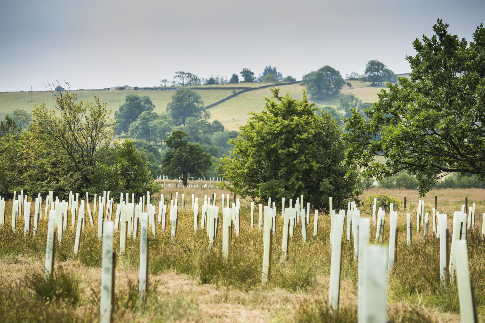 A field of newly planted tree saplings in protective tubes, with rolling green hills and mature trees beyond — woodland habitat creation.
