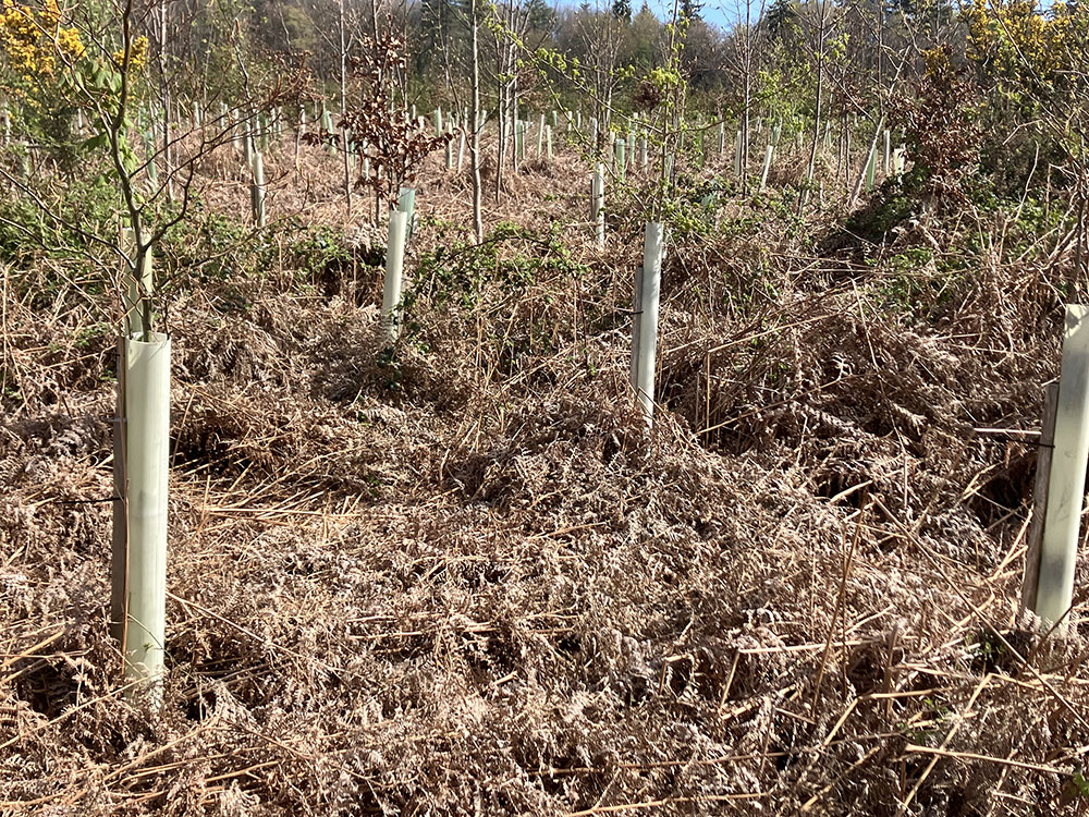 Young trees in protective tubes establishing among dried bracken at the edge of woodland.