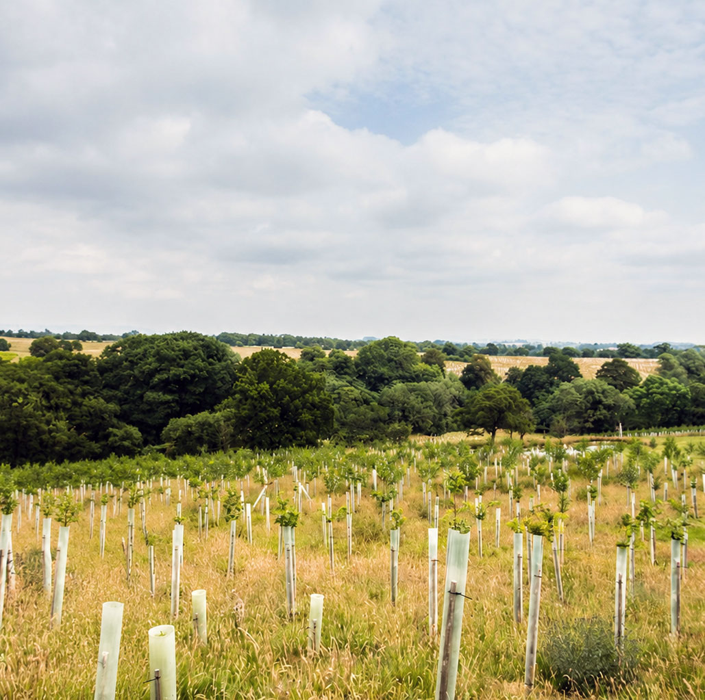 Newly planted tree saplings in protective tubes across a meadow, with hills and open sky behind — habitat creation in progress.