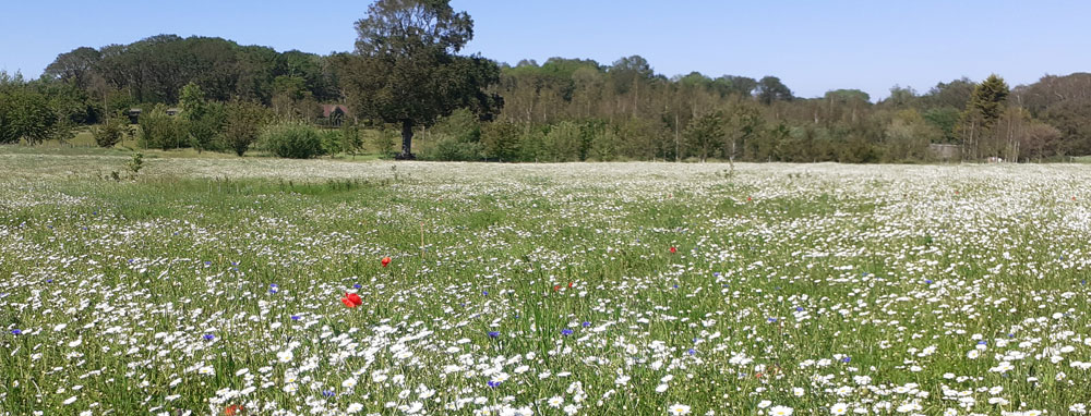 An established habitat maintained consistently over the long term.